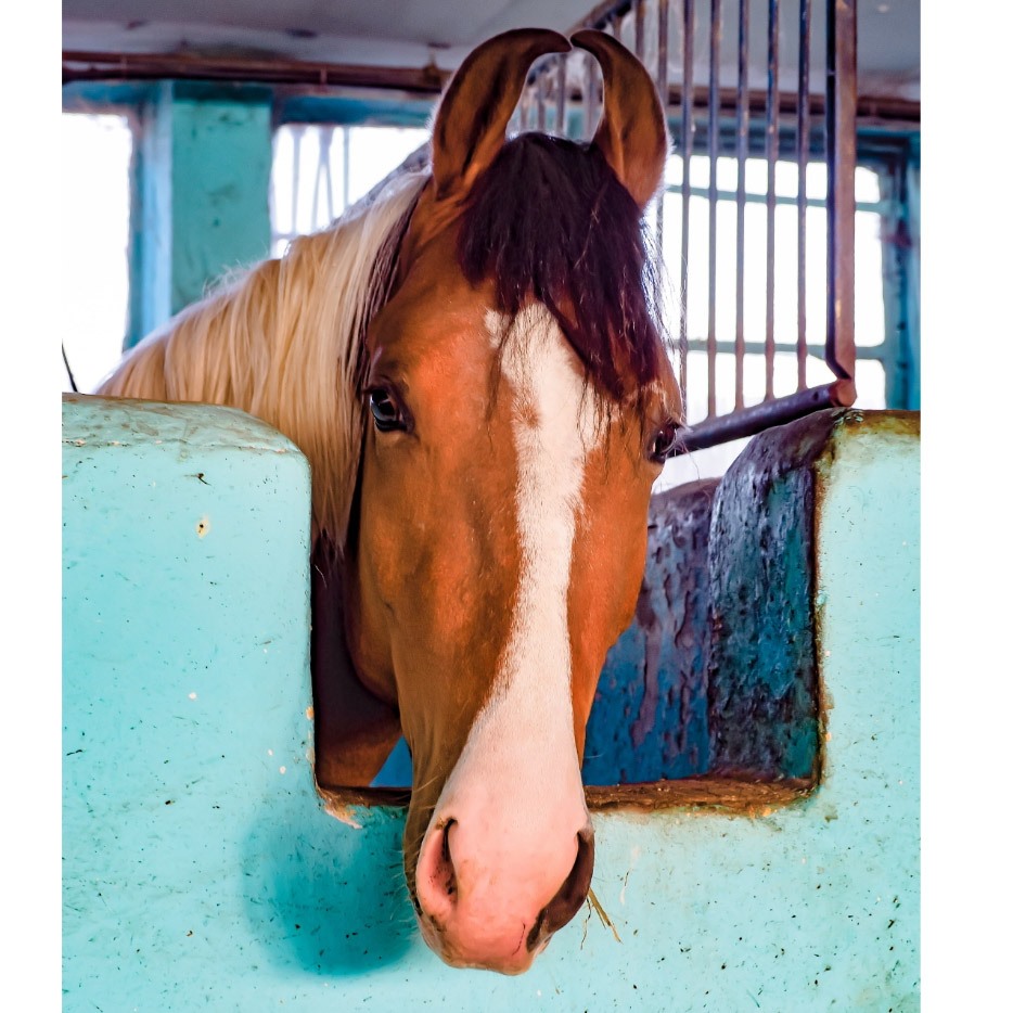 Marwari Horses Germany